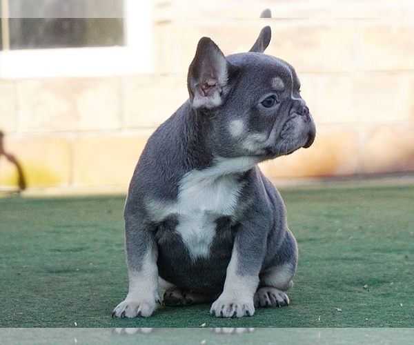 Medium Photo #5 French Bulldog Puppy For Sale in BOSTON, MA, USA