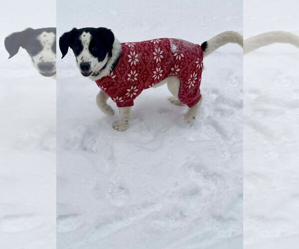 Medium Photo #1 Beagle-Unknown Mix Puppy For Sale in Roxboro, NC, USA