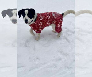 Beagle-Unknown Mix Dogs for adoption in Roxboro, NC, USA