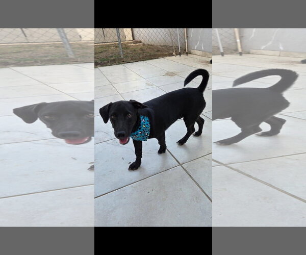 Medium Photo #1 Dachshund-Unknown Mix Puppy For Sale in NYC, NY, USA