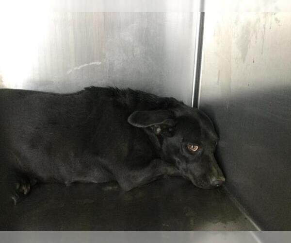 Medium Photo #1 Chihuahua-Unknown Mix Puppy For Sale in Riverside, CA, USA