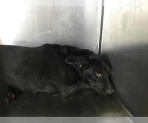 Chihuahua-Unknown Mix Dogs for adoption in Riverside, CA, USA