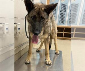 German Shepherd Dog-Unknown Mix Dogs for adoption in Grand Prairie, TX, USA