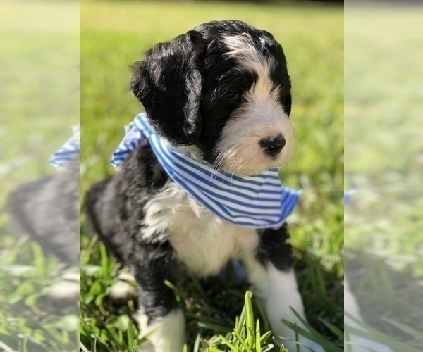 Medium Photo #1 Bernedoodle Puppy For Sale in FLEMING ISLAND, FL, USA