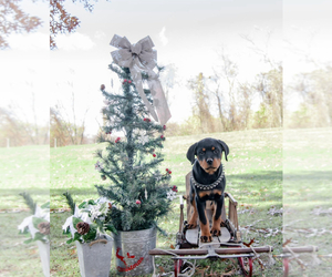 Rottweiler Puppy for sale in UNIONTOWN, PA, USA