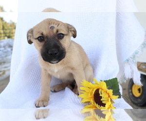 Boxer-Norwegian Elkhound Mix Puppy for sale in SHILOH, OH, USA