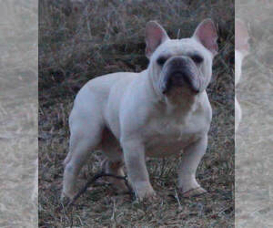 Father of the French Bulldog puppies born on 05/04/2020