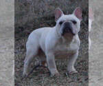 Small Photo #1 French Bulldog Puppy For Sale in WARSAW, IN, USA