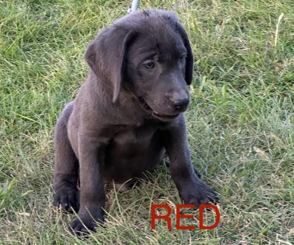 Medium Photo #7 Labrador Retriever Puppy For Sale in HAGERMAN, ID, USA