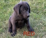 Small Photo #7 Labrador Retriever Puppy For Sale in HAGERMAN, ID, USA
