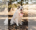 Small Anatolian Shepherd-Great Pyrenees Mix