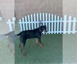 Small Doberman Pinscher