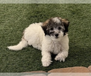 Poodle (Toy) Puppy for sale in FLORENCE, AZ, USA