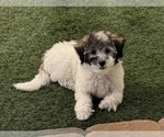 Small Poodle (Toy)