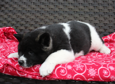 Medium Photo #3 Akita Puppy For Sale in FRESNO, OH, USA