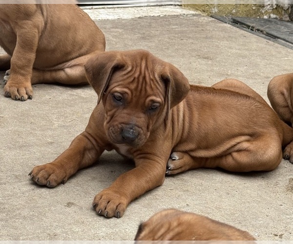 Medium Photo #6 Rhodesian Ridgeback Puppy For Sale in LEHIGH ACRES, FL, USA
