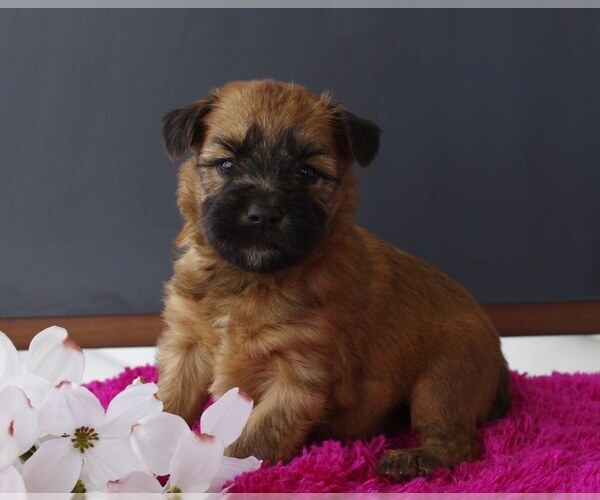 Medium Photo #4 Soft Coated Wheaten Terrier Puppy For Sale in BROOK PARK, PA, USA