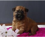 Small Photo #4 Soft Coated Wheaten Terrier Puppy For Sale in BROOK PARK, PA, USA