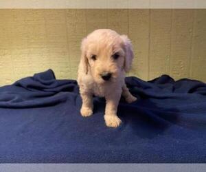 Goldendoodle Puppy for Sale in CARROLL VALLEY, Pennsylvania USA