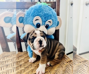 English Bulldog Puppy for sale in TUPELO, MS, USA