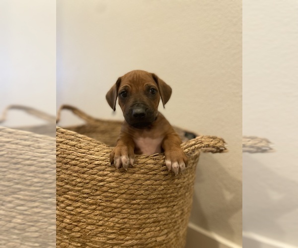 Medium Photo #42 Rhodesian Ridgeback Puppy For Sale in BOERNE, TX, USA