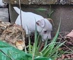 Small Photo #2 Russell Terrier Puppy For Sale in LANCASTER, WI, USA