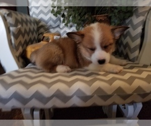 Pembroke Welsh Corgi Puppy for Sale in MEXICO, Missouri USA