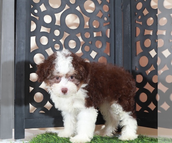 Medium Photo #3 Aussie-Poo Puppy For Sale in MOUNT VERNON, OH, USA