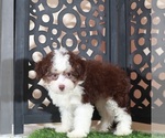 Small #2 Aussie-Poo
