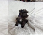 Small #6 Schnauzer (Miniature)