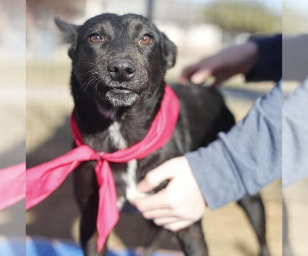 Medium Photo #1 Mutt Puppy For Sale in San Antonio, TX, USA