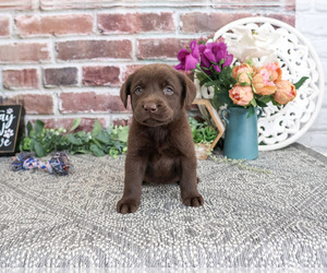 Labrador Retriever Puppy for sale in SYRACUSE, IN, USA