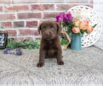 Small Labrador Retriever