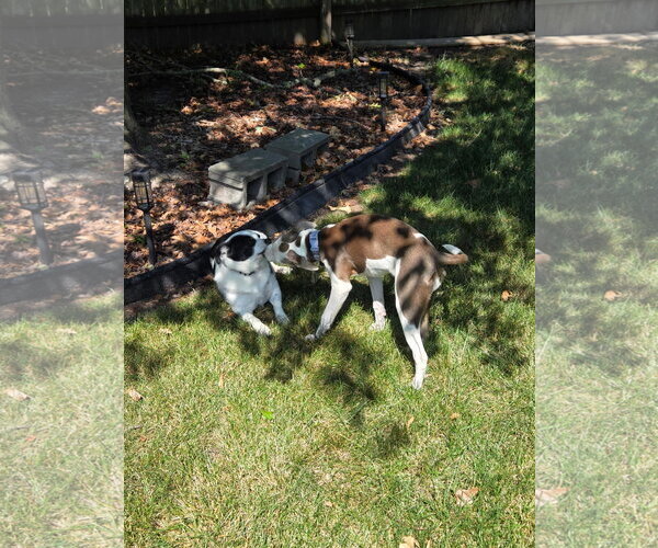 Medium Photo #10 Unknown-Whippet Mix Puppy For Sale in Virginia Beach, VA, USA