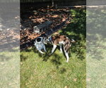 Small Photo #10 Unknown-Whippet Mix Puppy For Sale in Virginia Beach, VA, USA