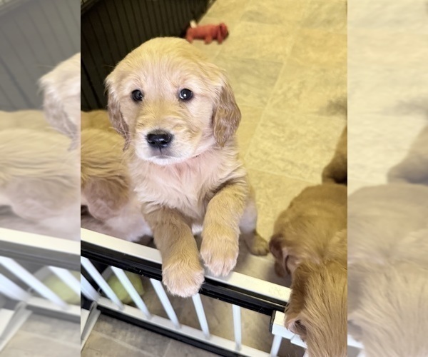 Medium Photo #4 Golden Retriever Puppy For Sale in PORTALES, NM, USA
