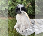 Image preview for Ad Listing. Nickname: Poppy