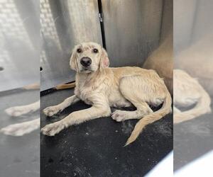 Golden Retriever-Unknown Mix Dogs for adoption in San Antonio, TX, USA