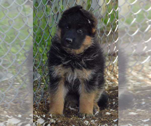 Medium Photo #3 German Shepherd Dog Puppy For Sale in NEWVILLE, PA, USA