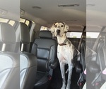 Small Photo #1 Great Dane Puppy For Sale in MESA, AZ, USA