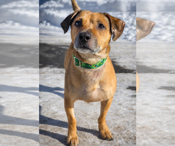 Medium Photo #3 Mutt Puppy For Sale in Westminster, MA, USA