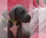 Small Photo #22 Great Dane Puppy For Sale in ALVARADO, TX, USA