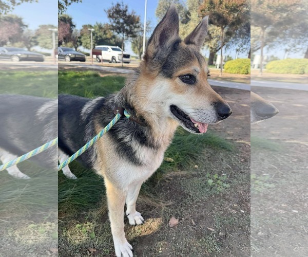 Medium Photo #2 German Shepherd Dog Puppy For Sale in Lafayette, CA, USA