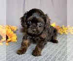 Small Photo #1 Cavapoo Puppy For Sale in SUNBURY, PA, USA