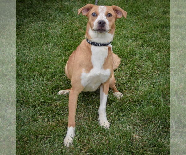 Medium Photo #5 Labrador Retriever-Red Heeler Mix Puppy For Sale in Huntley, IL, USA
