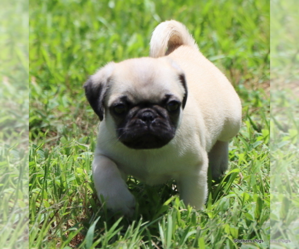 Medium Photo #20 Pug Puppy For Sale in WINNSBORO, TX, USA
