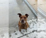 Small American Pit Bull Terrier-Labrador Retriever Mix