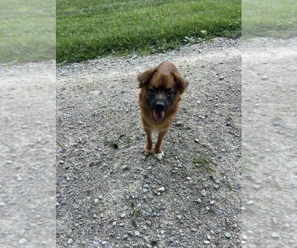 Medium Photo #2 Pomeranian-Unknown Mix Puppy For Sale in Aurora, IN, USA