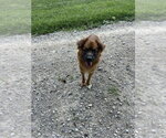 Small #1 Pomeranian Mix