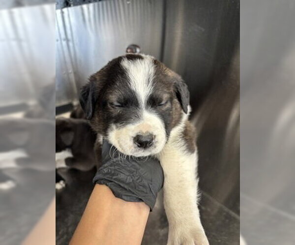 Medium Photo #2 Mutt Puppy For Sale in Oak Bluffs, MA, USA